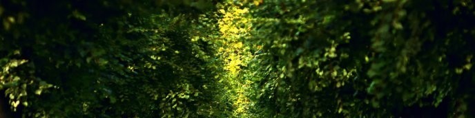 A sunlit path beneath a canopy of trees