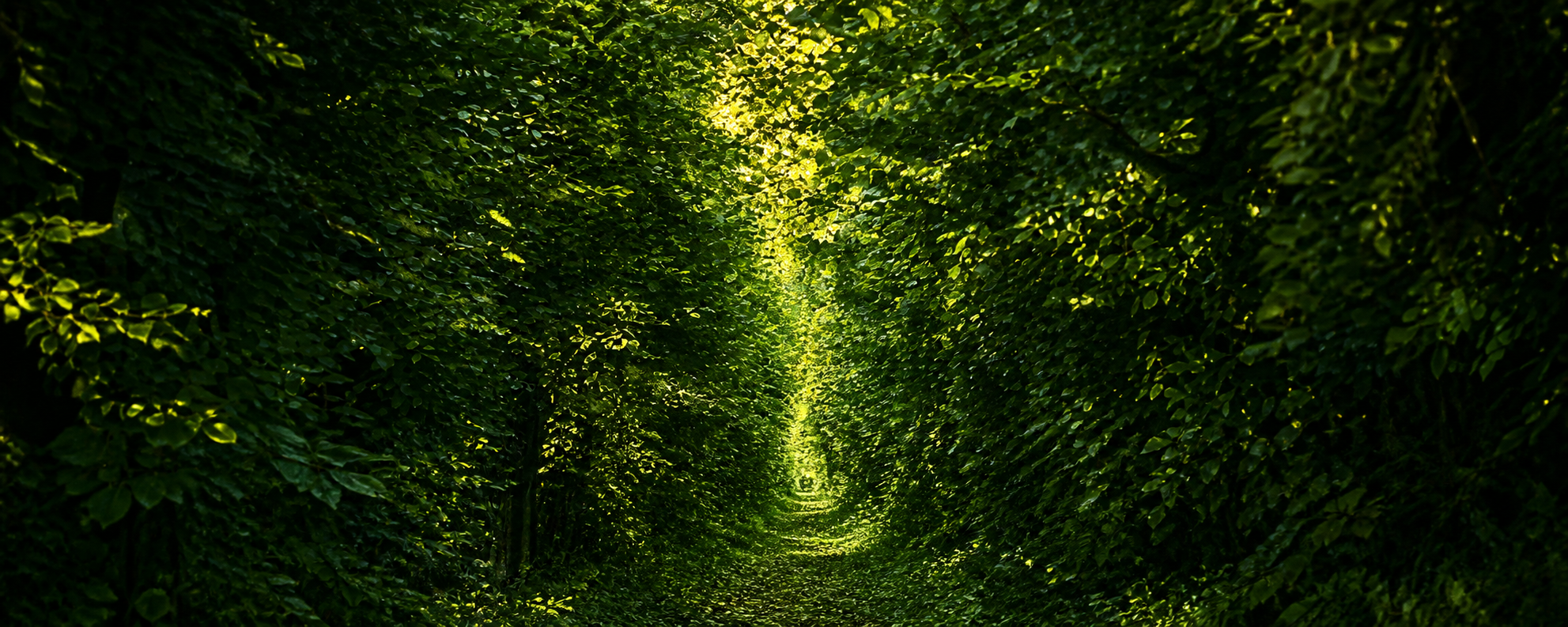 A sunlit path beneath a canopy of trees